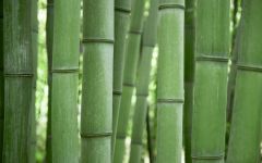 Tapeta Nature Bamboo trees 006.jpg
